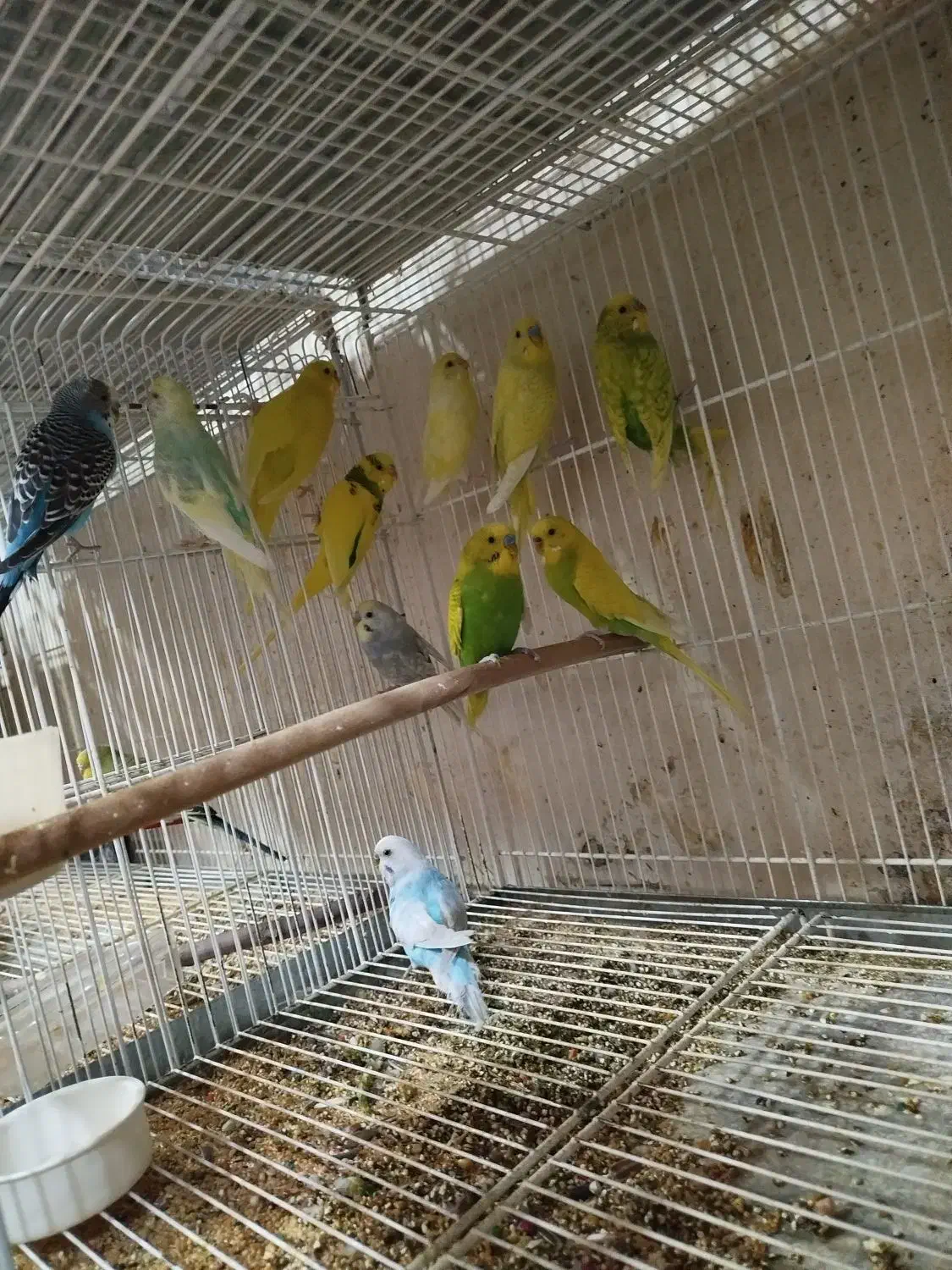 طوطی برزیلی،مرغ عشق اسپانگل،مرغ عشق با جوجه|پرنده|شیراز, ده پیاله|دیوار