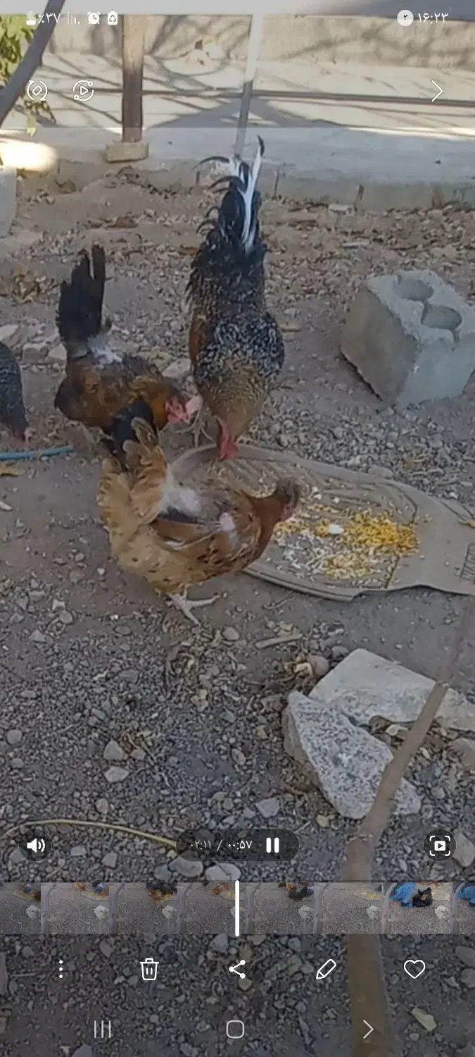 خروس محلی خوشگل|حیوانات مزرعه|داران, |دیوار