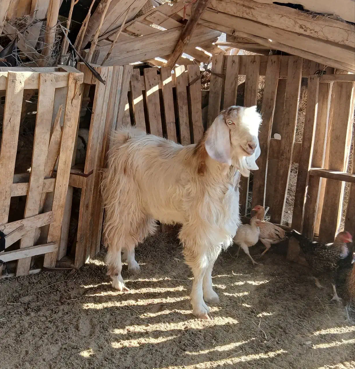 کهره نر و ماده|حیوانات مزرعه|زابل, |دیوار