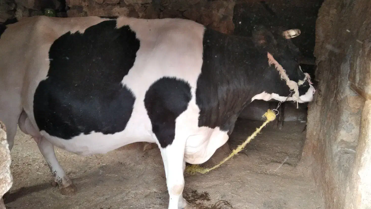 گاو ماده آبستن|حیوانات مزرعه|جزمان, |دیوار