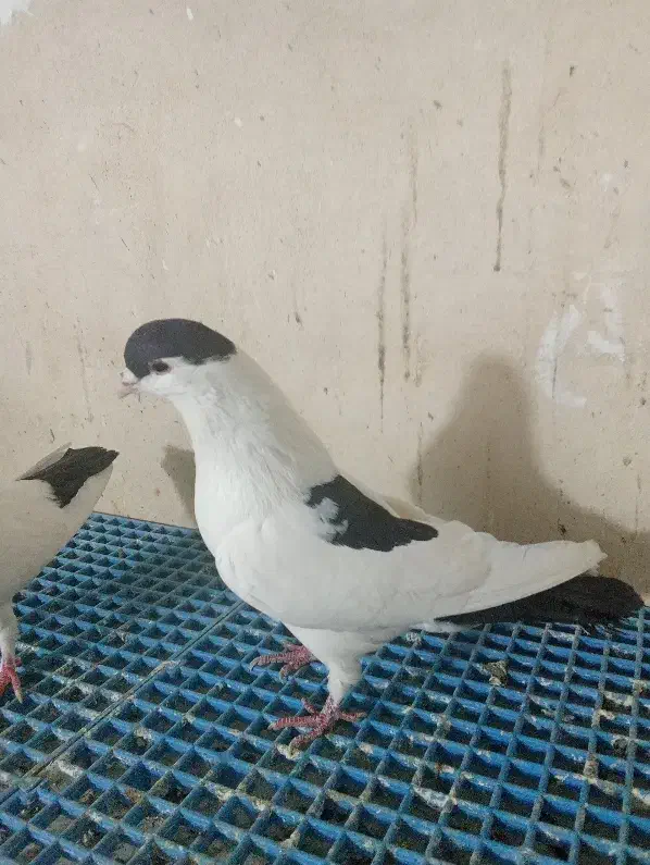 کفتر افغانی|پرنده|پاکدشت, حصار امیر|دیوار