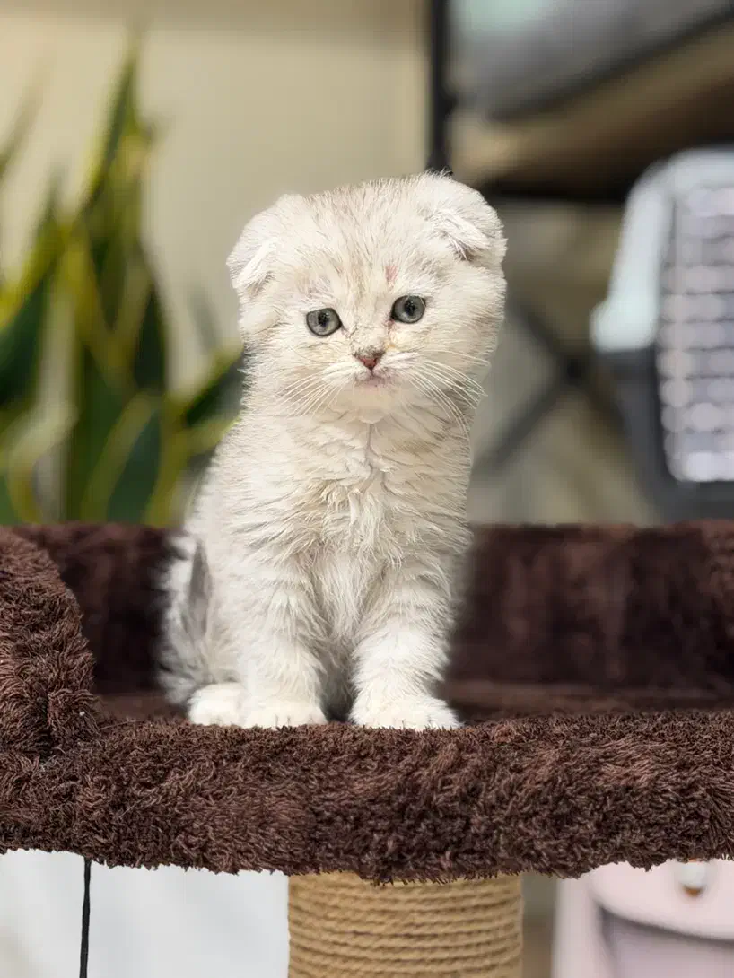 مینی اسکاتیش|گربه|تهران, پاسداران|دیوار