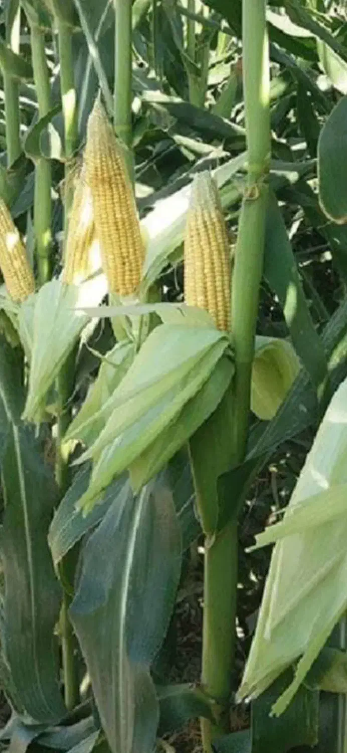 ذرت علوفه ای کرمان جهت انواع دام سبک وسنگین|خوردنی و آشامیدنی|تربت‌حیدریه, حاجی یار‎|دیوار