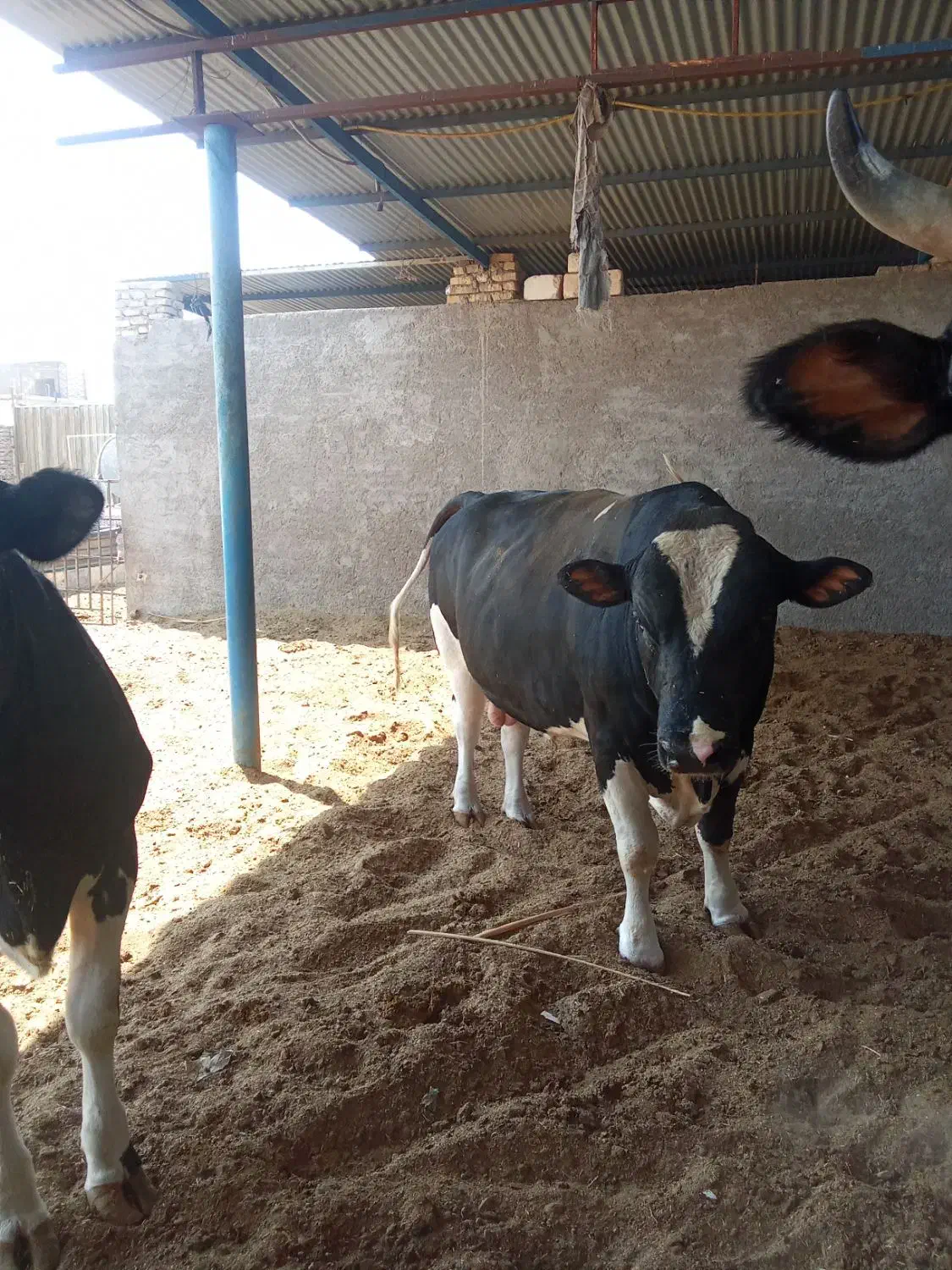 فروش کود گاو وگوسفند|حیوانات مزرعه|اردکان, |دیوار