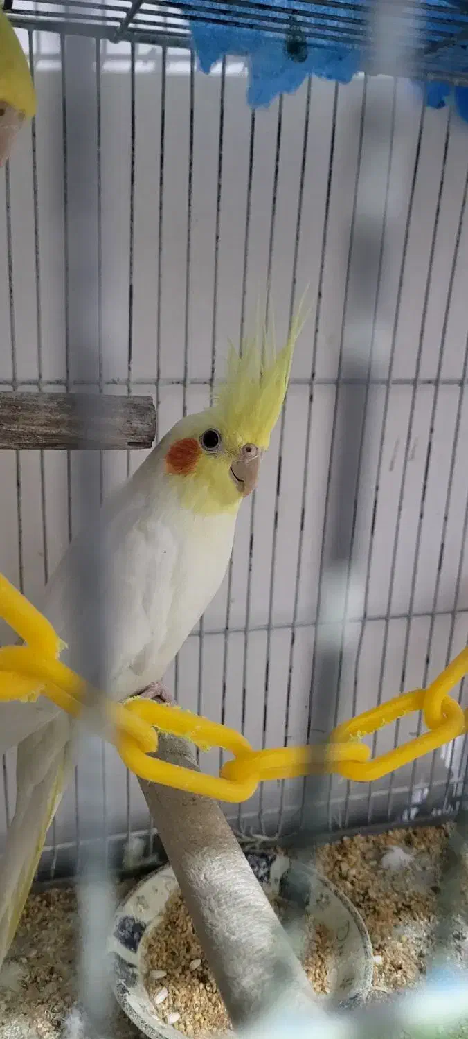 فروش عروس هلندی ماده|پرنده|صومعه‌سرا, |دیوار