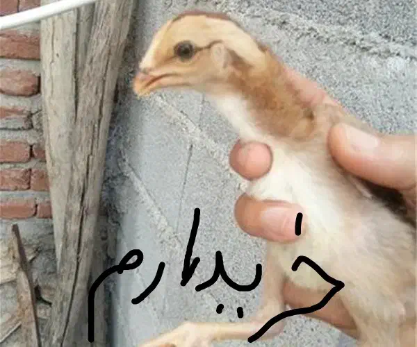 جوجه لاری|حیوانات مزرعه|کازرون, |دیوار