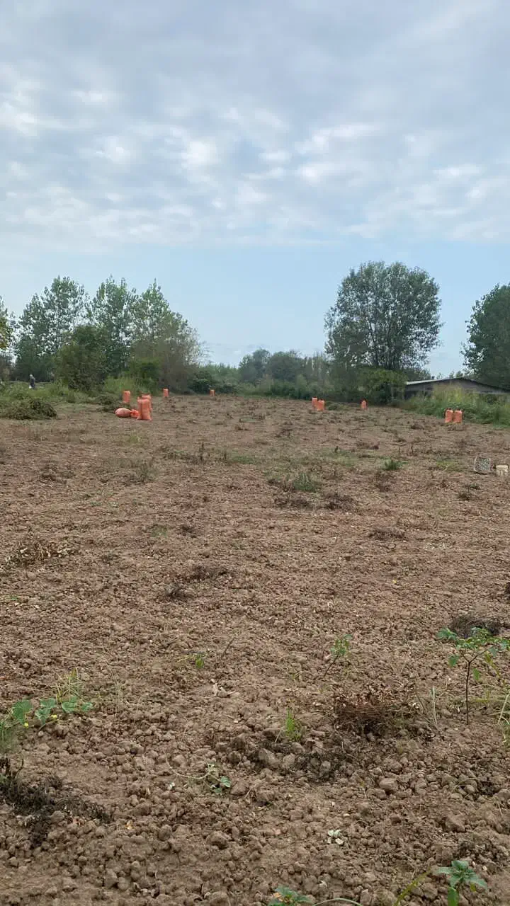 زمین باغی|فروش زمین و ملک کلنگی|کیاشهر, |دیوار