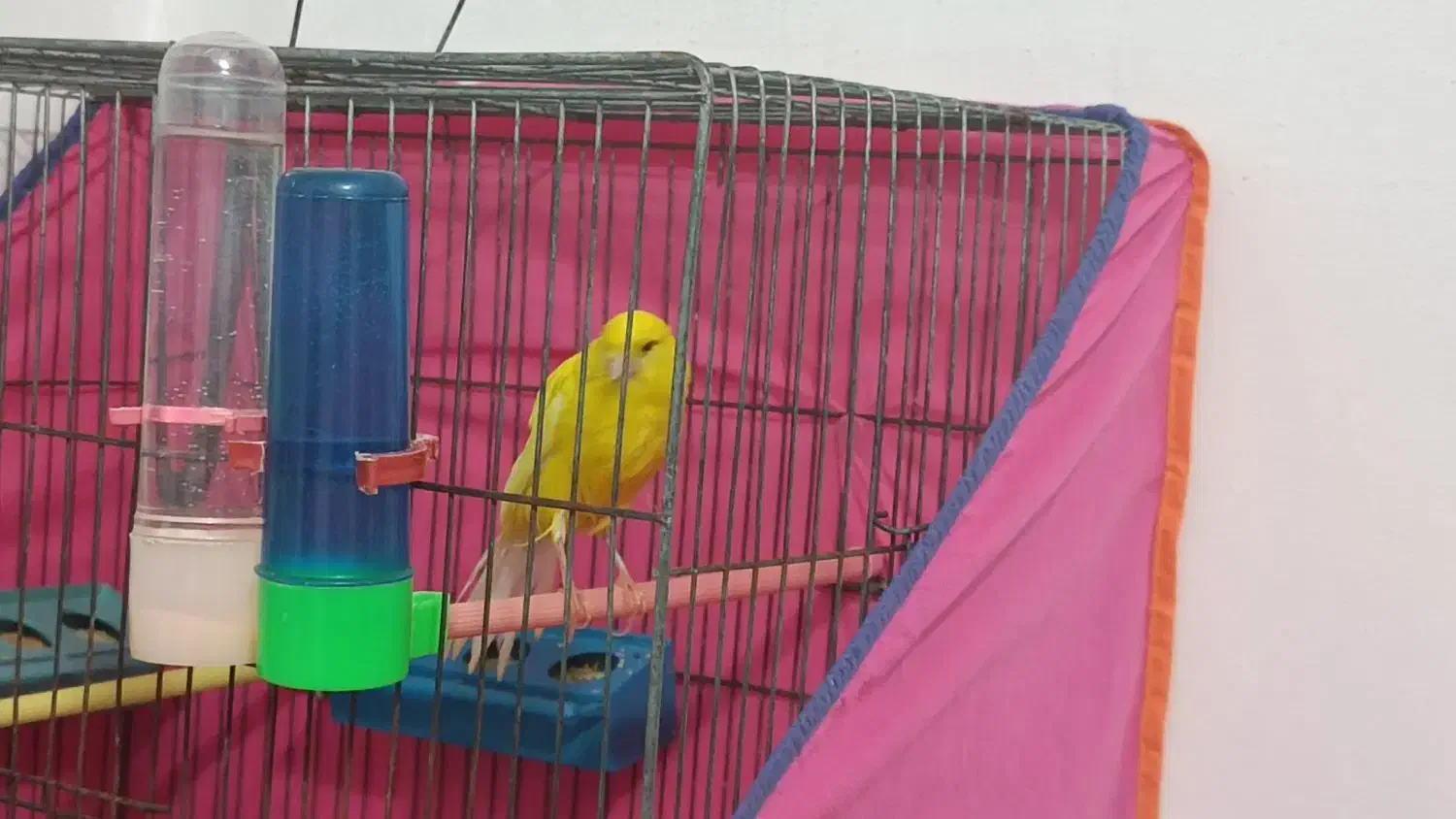 یک عدد قناری نر رسمی بلند جوان سالم|پرنده|قزوین, |دیوار