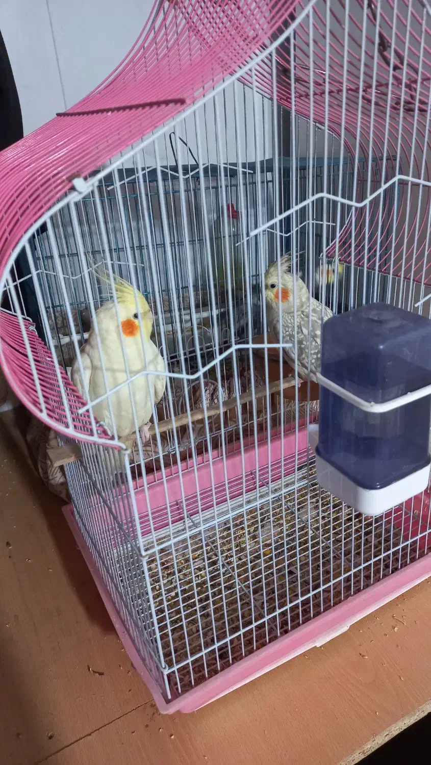 دو تا عروس هلندی جوجه ماده|پرنده|فردیس, سپید دشت|دیوار