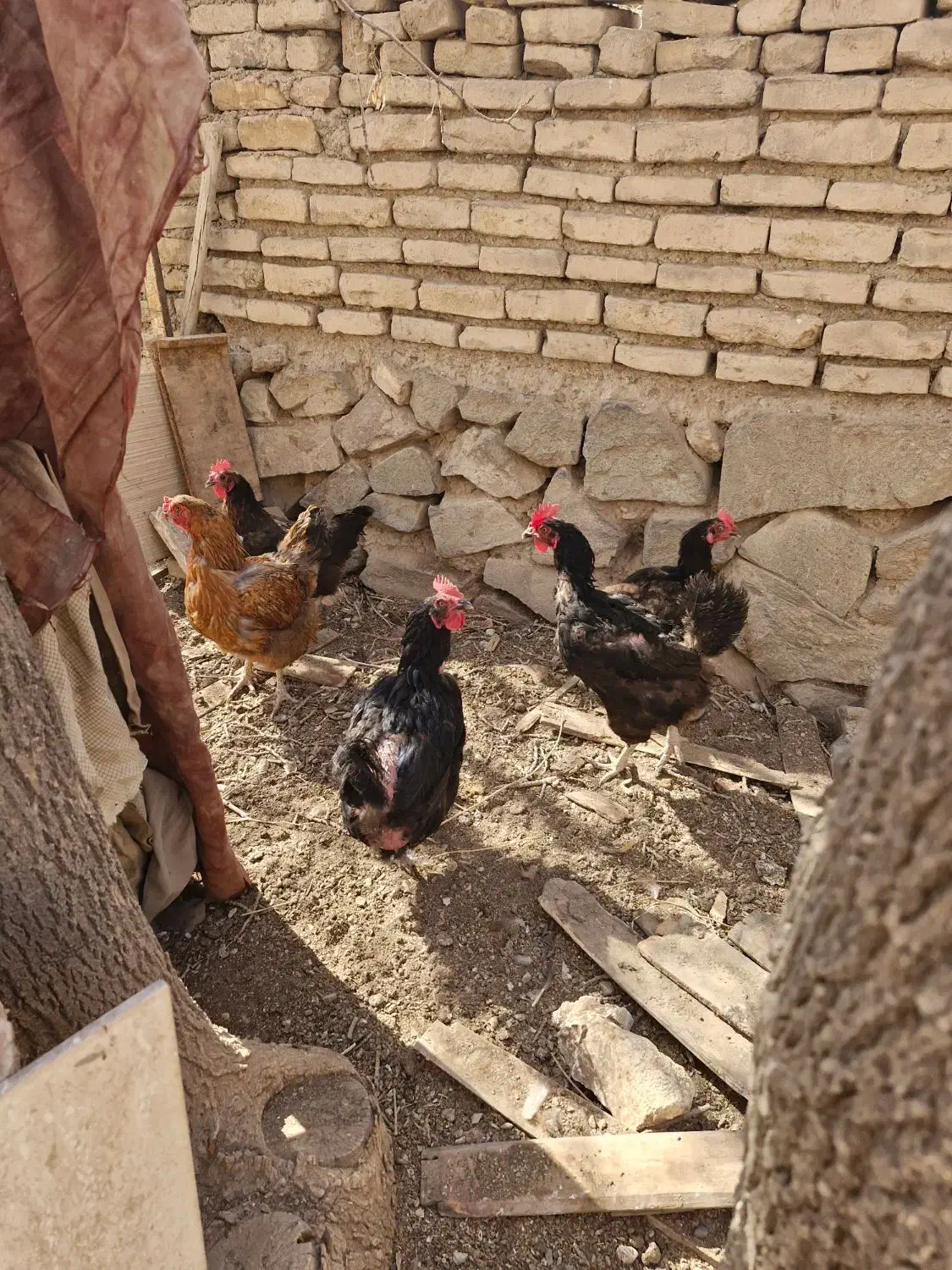 مرغ|حیوانات مزرعه|تربتحیدریه, بهزیستی|دیوار