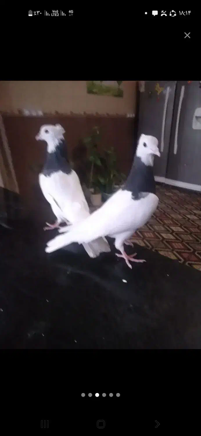 کبوترطوقی|پرنده|چرام, |دیوار