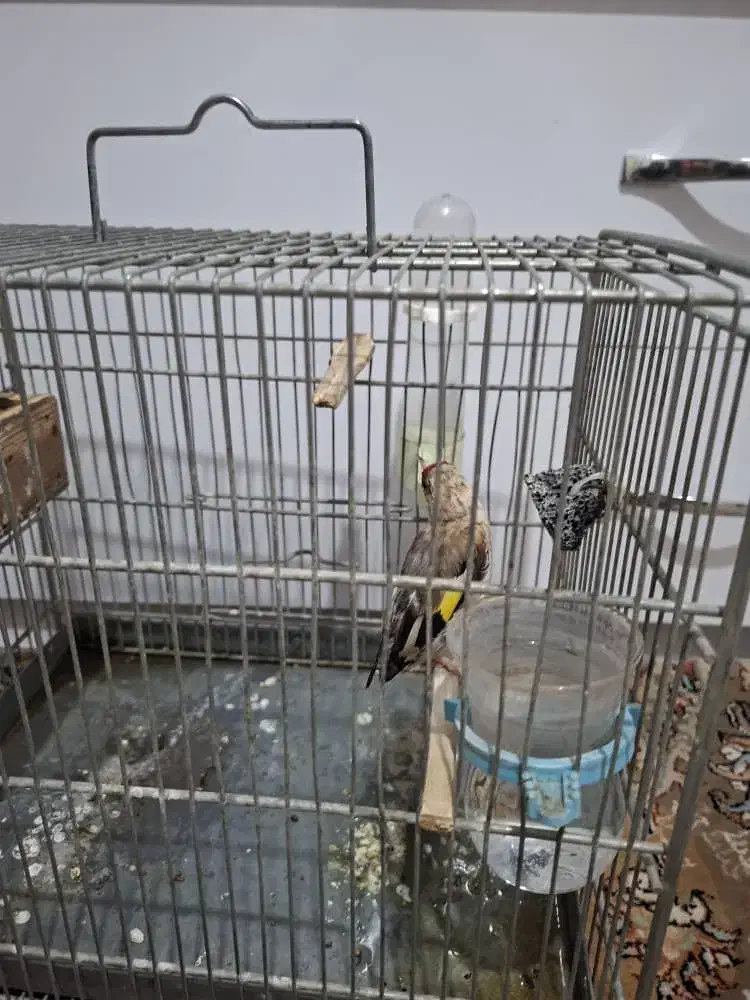 سهره کرمانی|پرنده|قدس, شهرقدس|دیوار