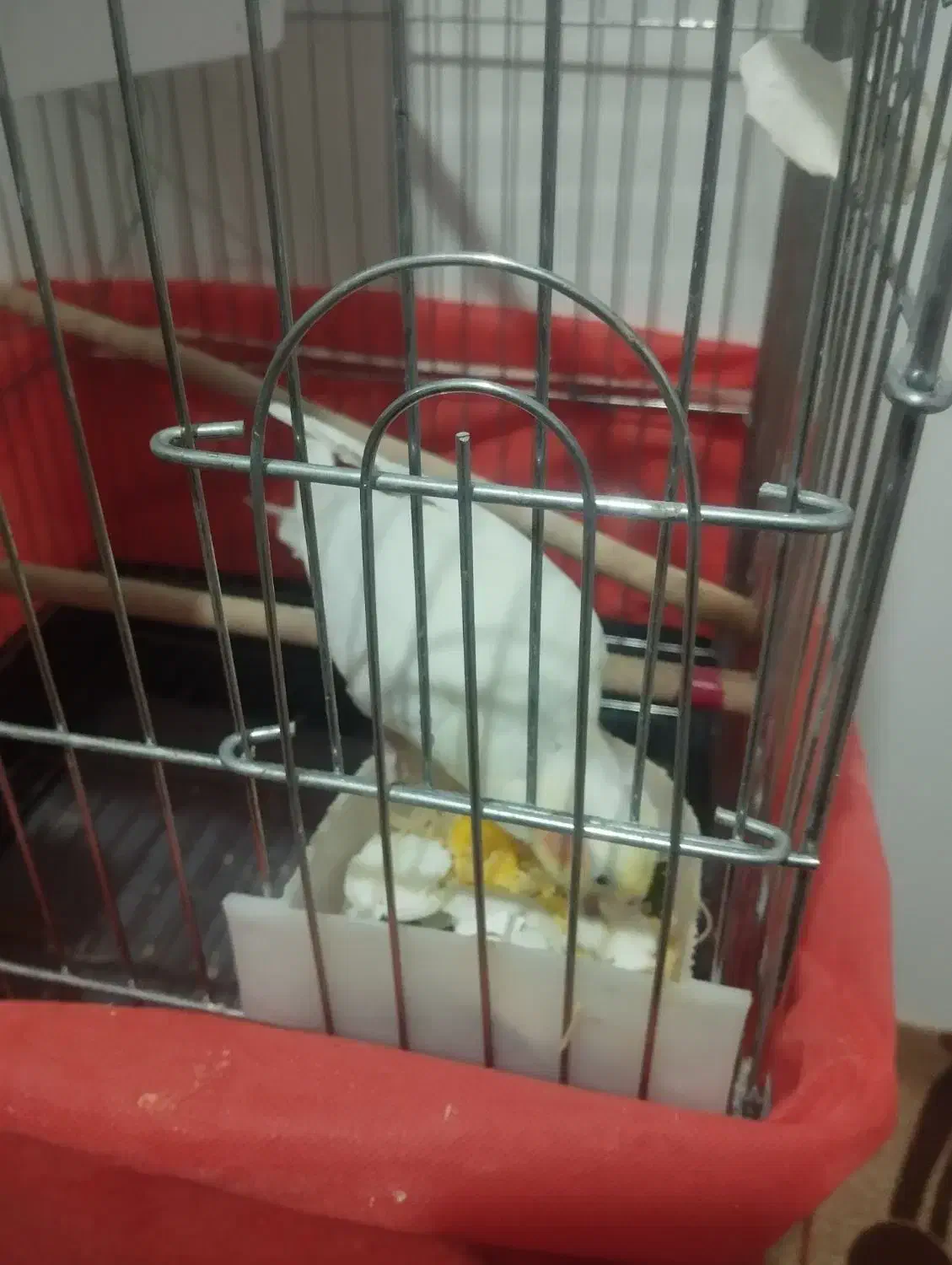 عروس هلندی مولد|پرنده|داران, |دیوار