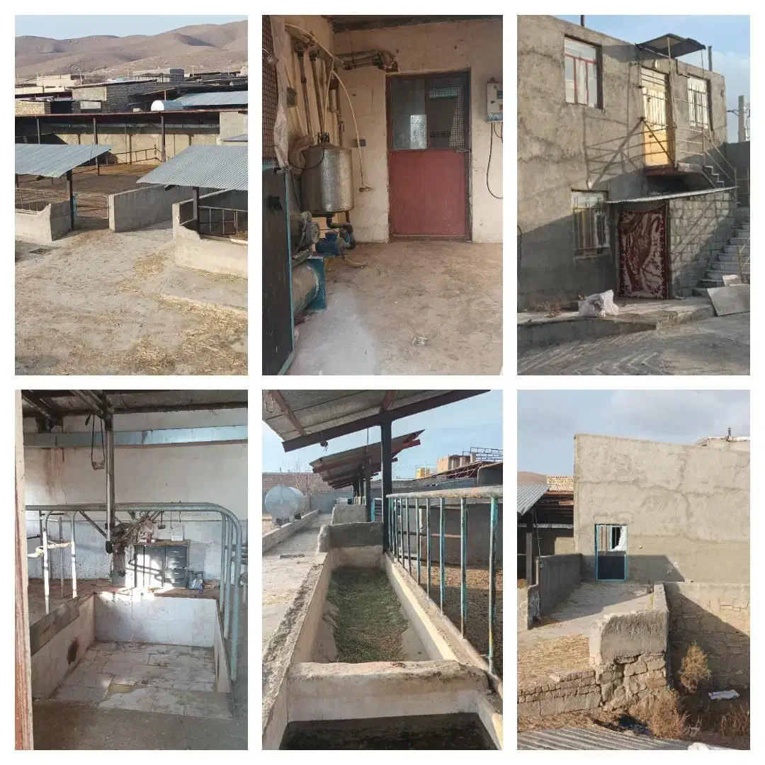 واحد1 گاوداری40راسی صنعتی مجتمع.شفق فریمان|اجارهٔ دفتر صنعتی، کشاورزی، تجاری|فریمان, |دیوار