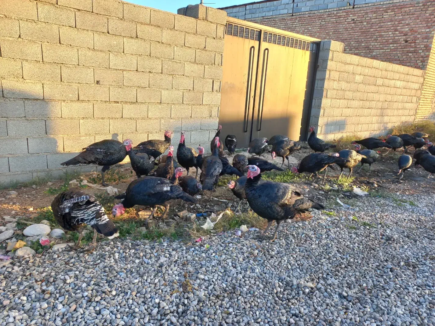 بوقلمون|حیوانات مزرعه|گنبد کاووس, |دیوار