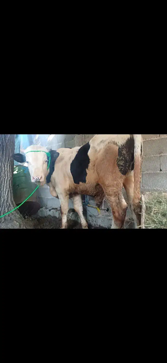 گوساله نر سیمینتال اصل کردستان|حیوانات مزرعه|طاهرگوراب, |دیوار