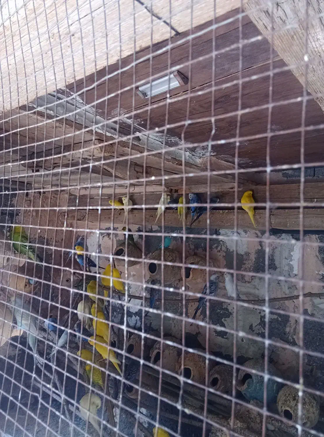 مرغ عشق|پرنده|میناب, |دیوار