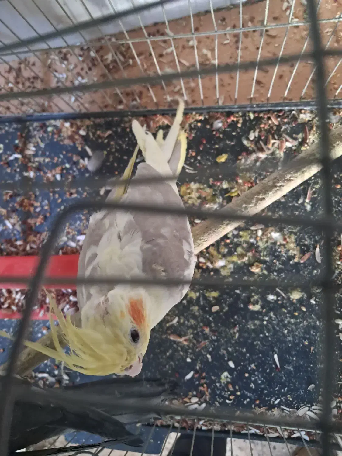 طوطی گمشده|حیوانات|بهبهان, |دیوار