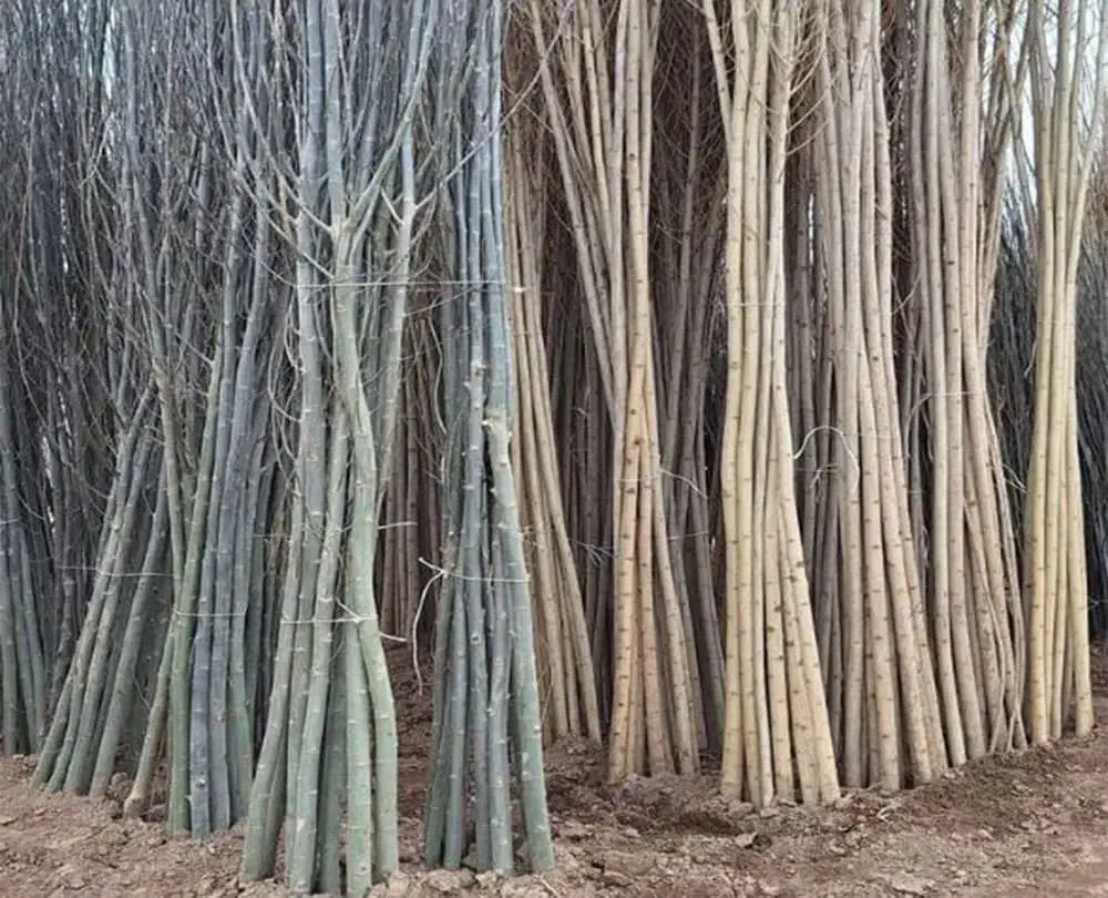 نهالهای متناسب با آب و هوا|خدمات باغبانی و درختکاری|سقز, |دیوار