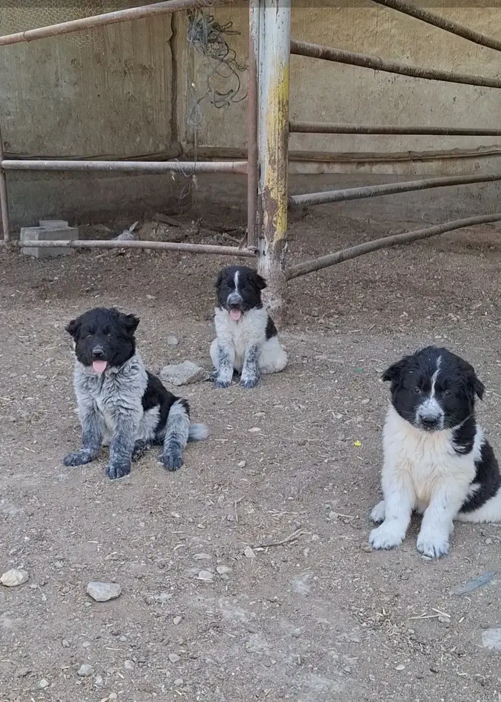 سگ لاس|سگ|پیر بکران, |دیوار