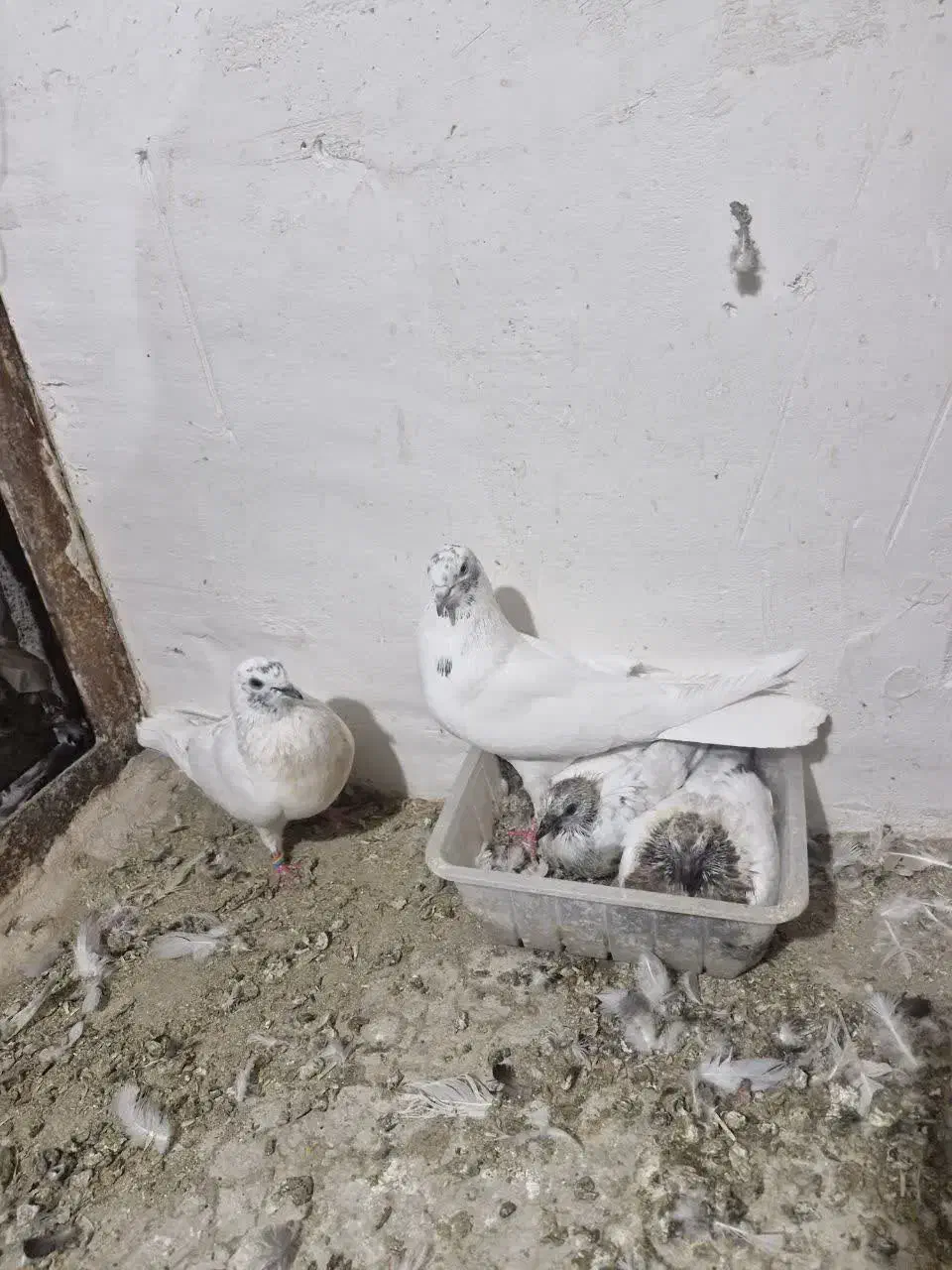 ۲ جفت کفتر ذات دار با جوجه هاش سو قدیم|پرنده|کاشان, زیدی|دیوار