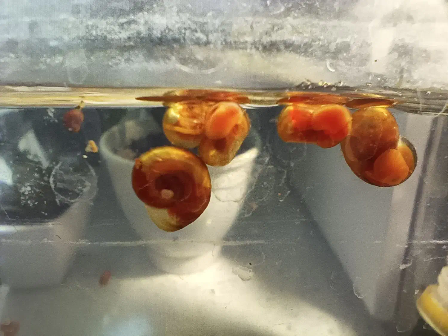 حلزون|ماهی|مشهد, آبکوه|دیوار