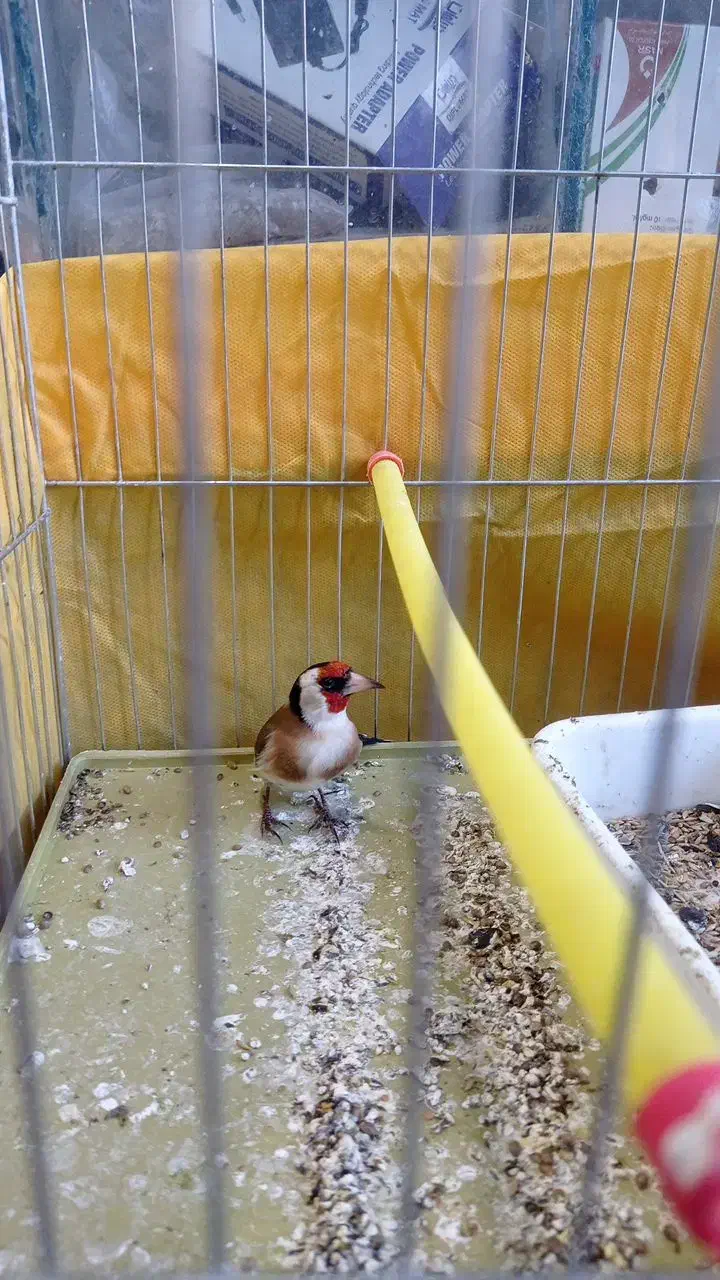 دوتا سره|پرنده|قیدار, |دیوار