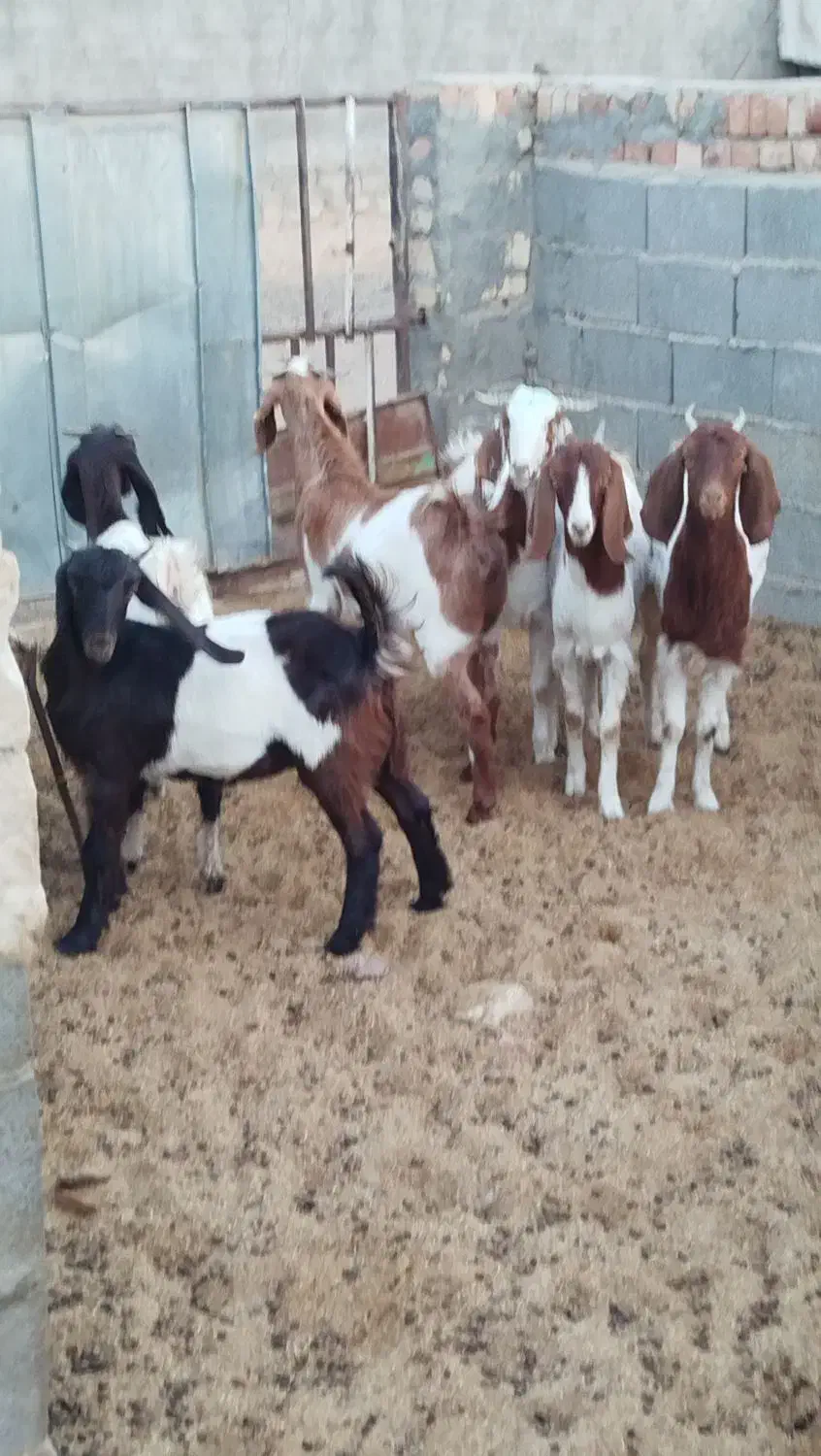 شش عددکولاربزغاله پاکستانی آبستن|حیوانات مزرعه|ملکآباد, |دیوار