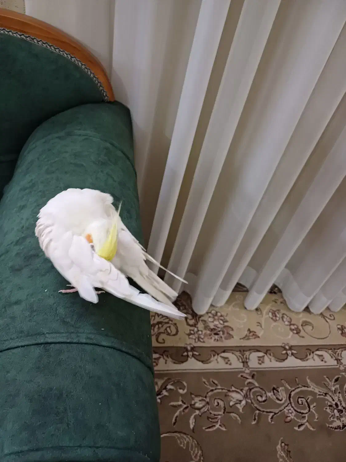 عروس هلندی نر|پرنده|مشهد, عبادی|دیوار