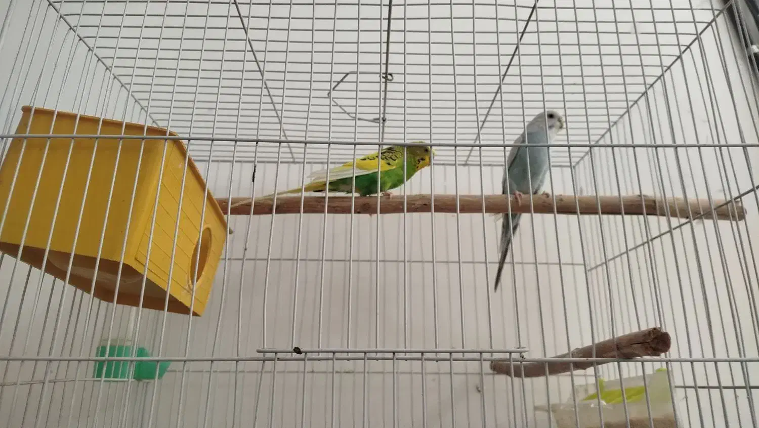 مرغ عشق|پرنده|مشهد, نیزه|دیوار