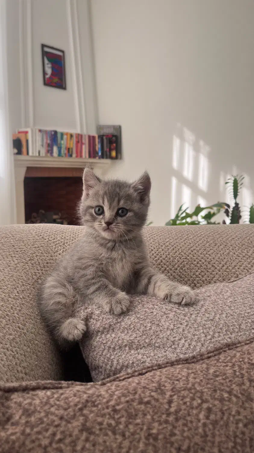 بچه گربه اسکاتیش ماده|گربه|مشهد, هفت تیر (حافظ)|دیوار