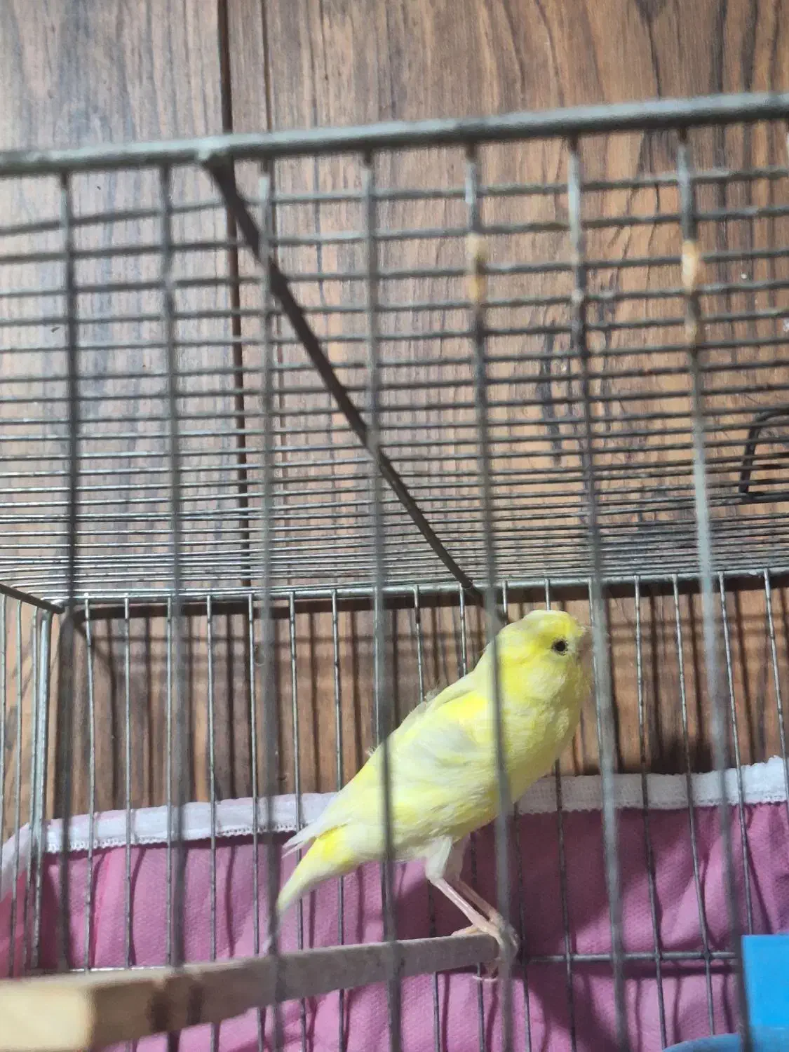 قناری ماده|پرنده|شیراز, ریاستی|دیوار