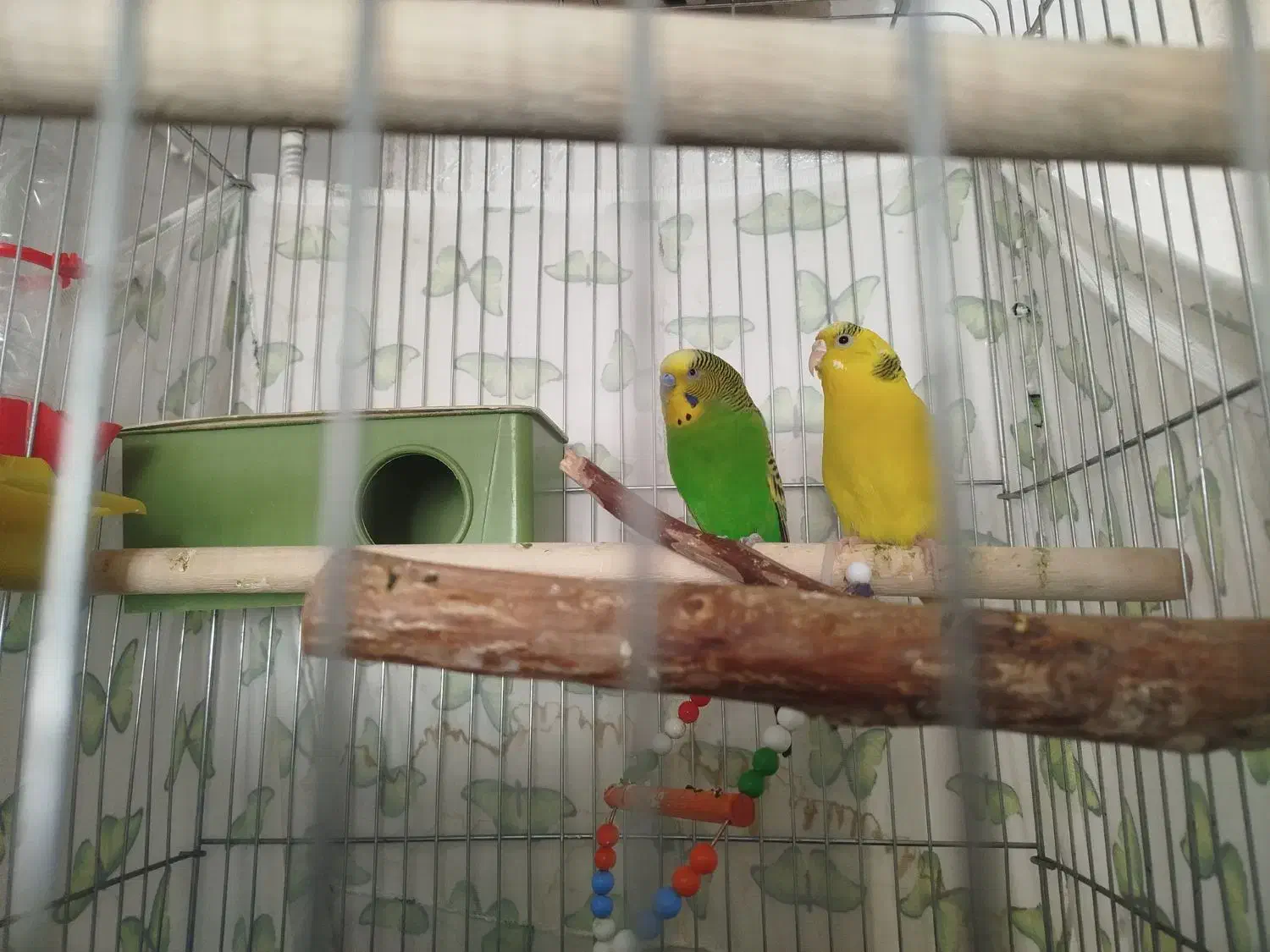 مرغ عشق جفت مولد تخم گذار|پرنده|محمدیه-قزوین, |دیوار