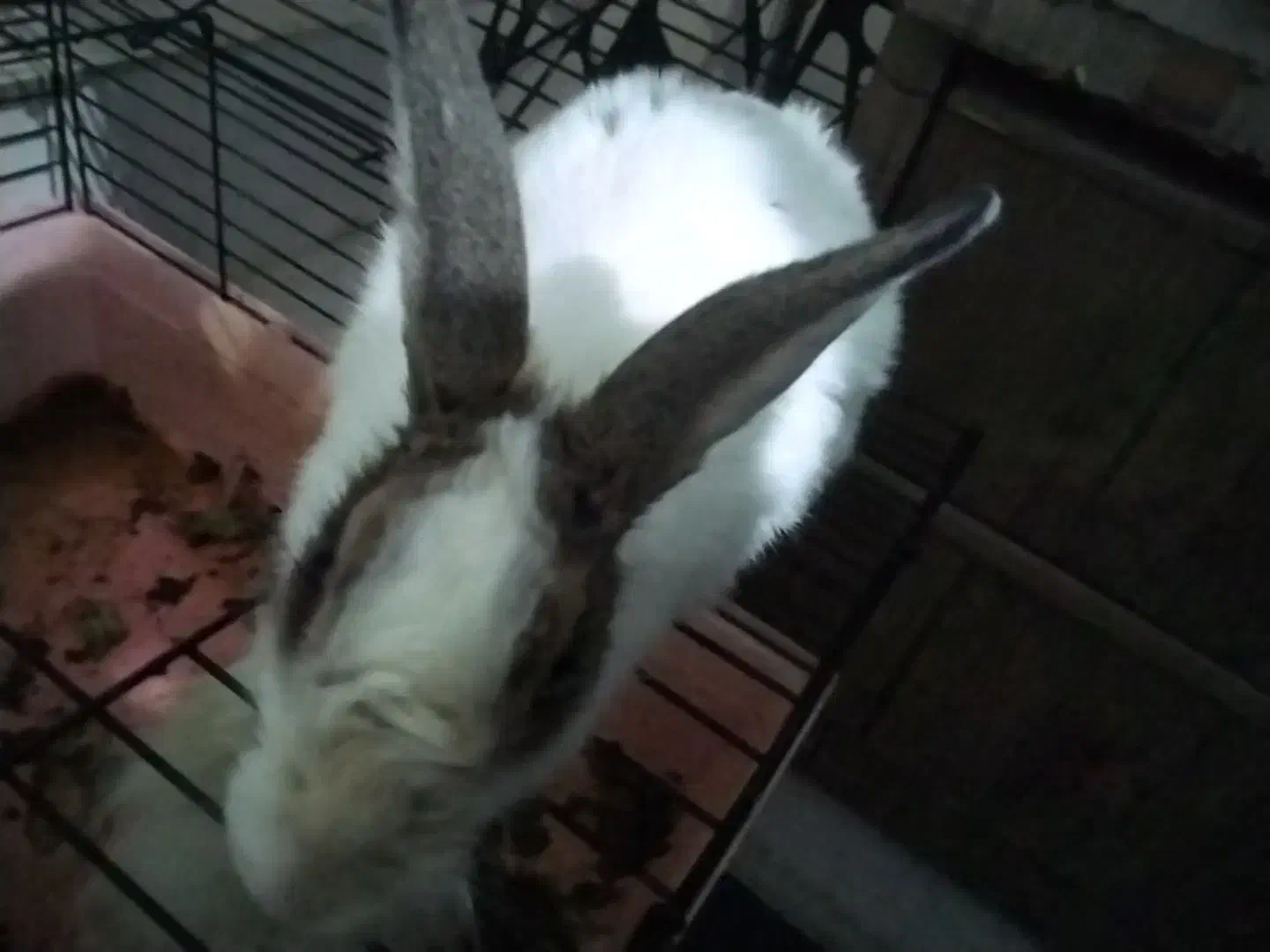 خرگوش سفید|موش و خرگوش|تهران, استخر|دیوار