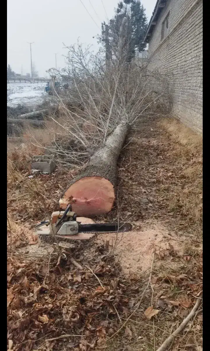 درخت|خدمات باغبانی و درختکاری|اشنویه, |دیوار