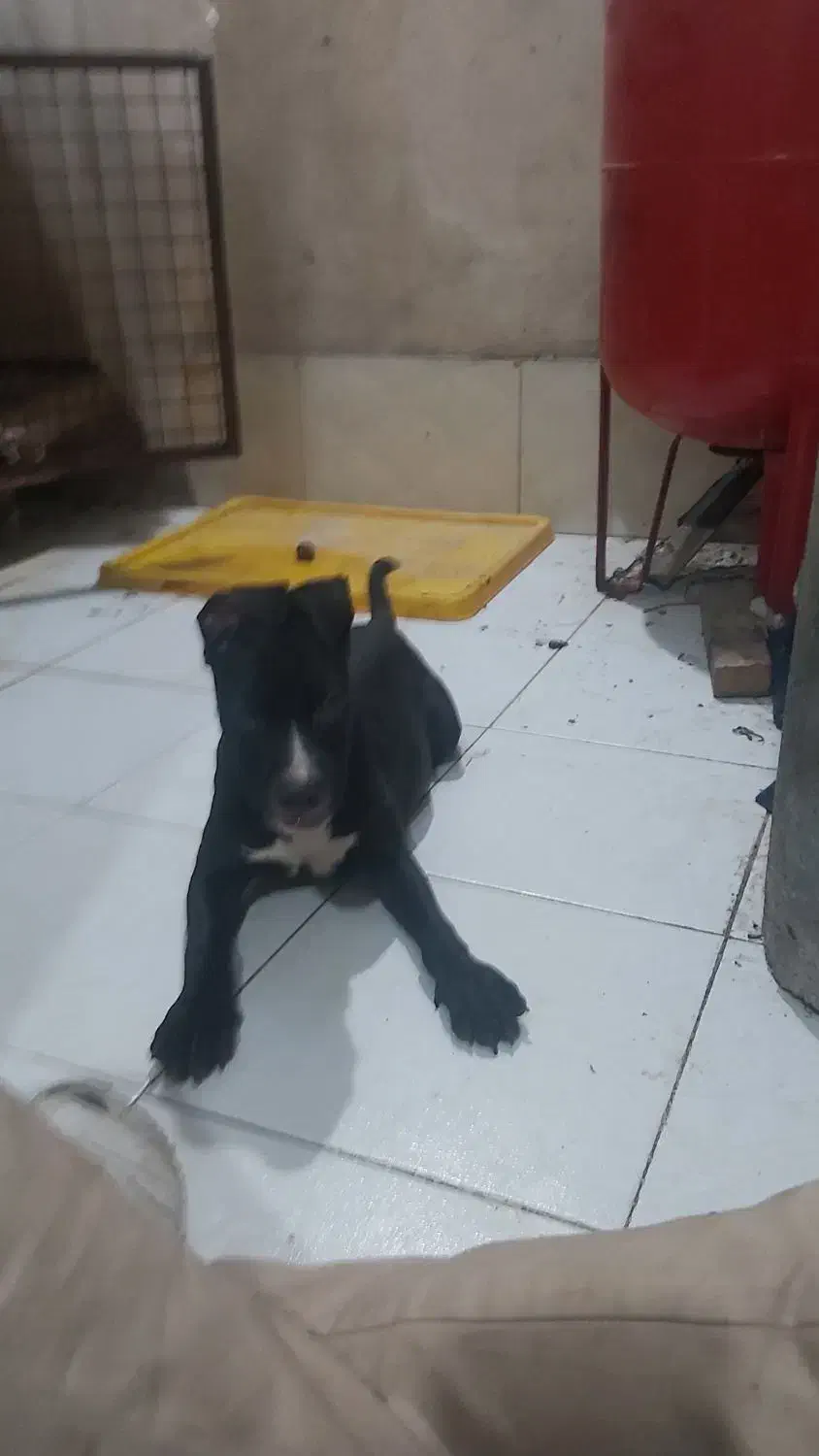 واگذاری تماس بگیرید لطفا|سگ|شهریار, شهریار|دیوار