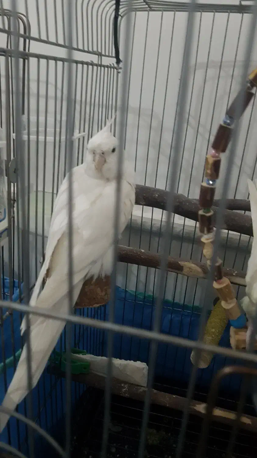 عروس هلندی|پرنده|قم, شهرک فاطمیه|دیوار