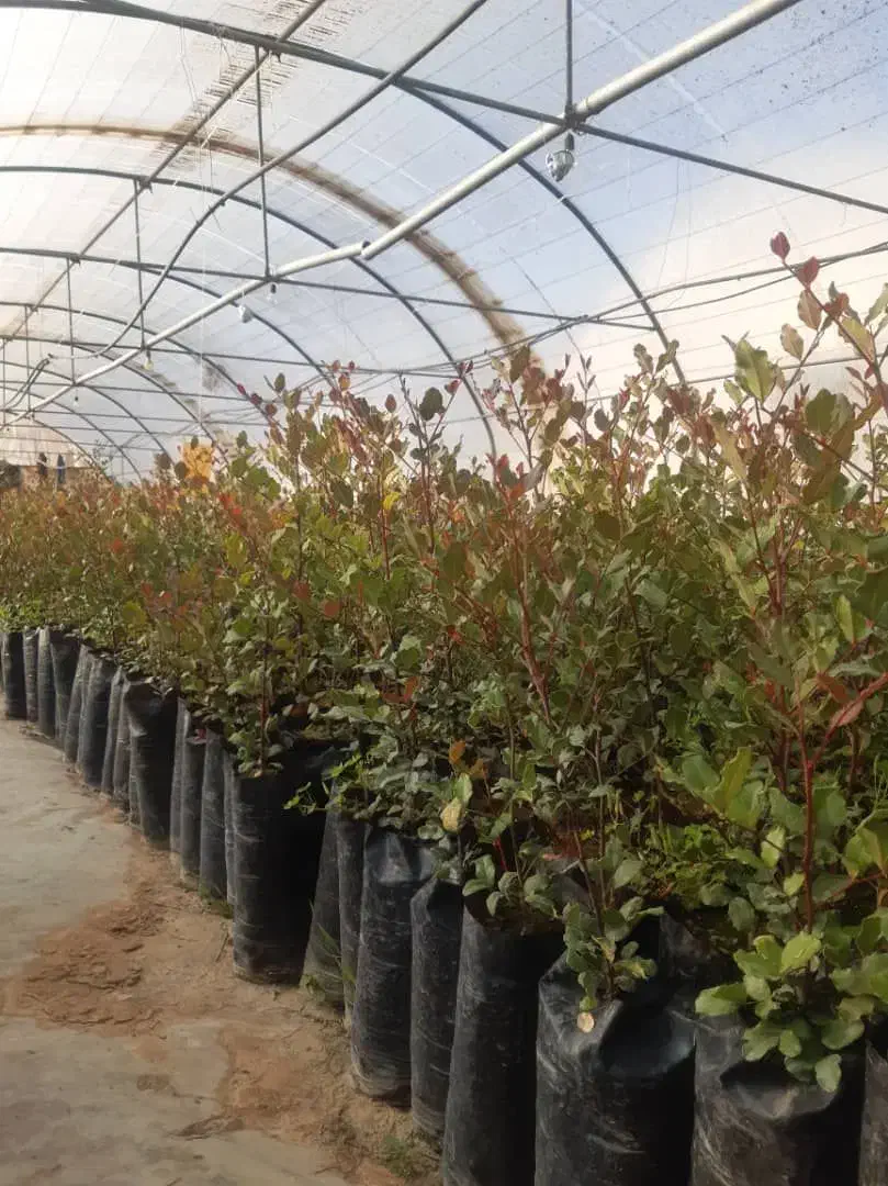 نهال خرنوب گلدانی|گل و گیاه طبیعی|شیراز, دانشکده کشاورزی دانشگاه شیراز|دیوار