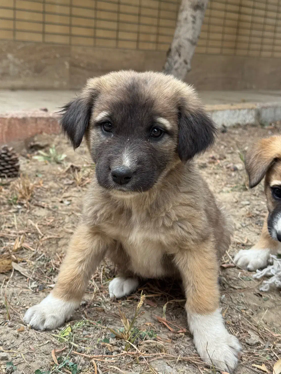 توله سگ سرابی دورگه|سگ|اصفهان, بهارستان|دیوار