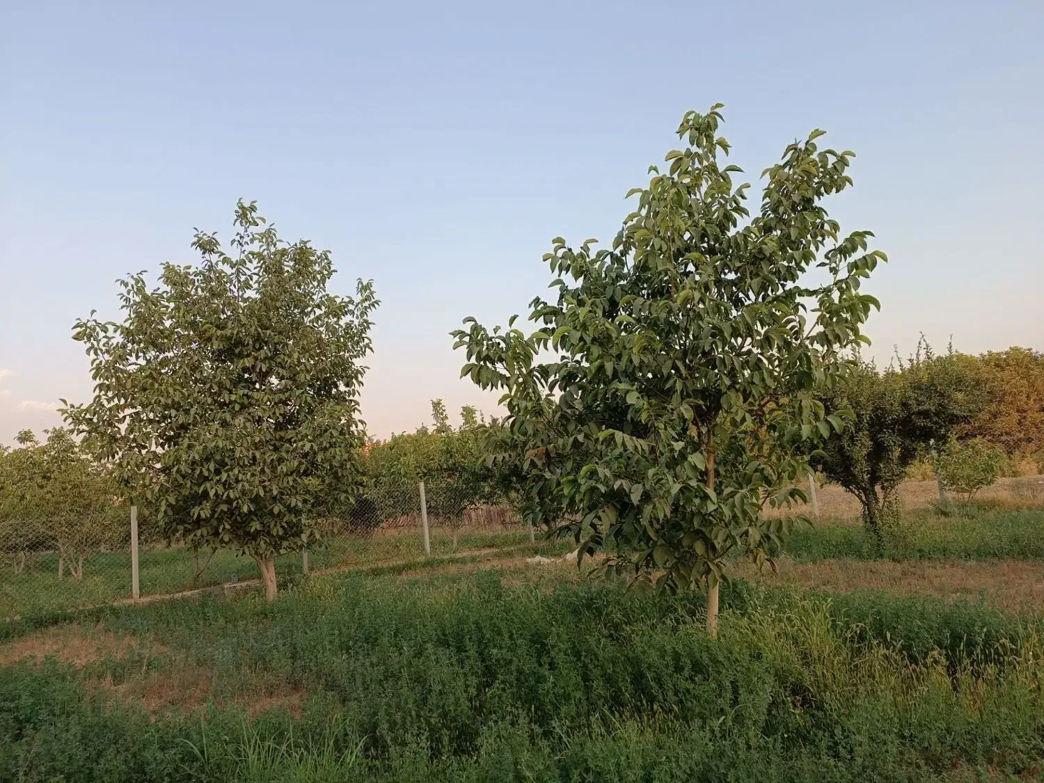 باغ گردو ومیوه مخلوط سندار|فروش زمین و ملک کلنگی|شاهین دژ, |دیوار