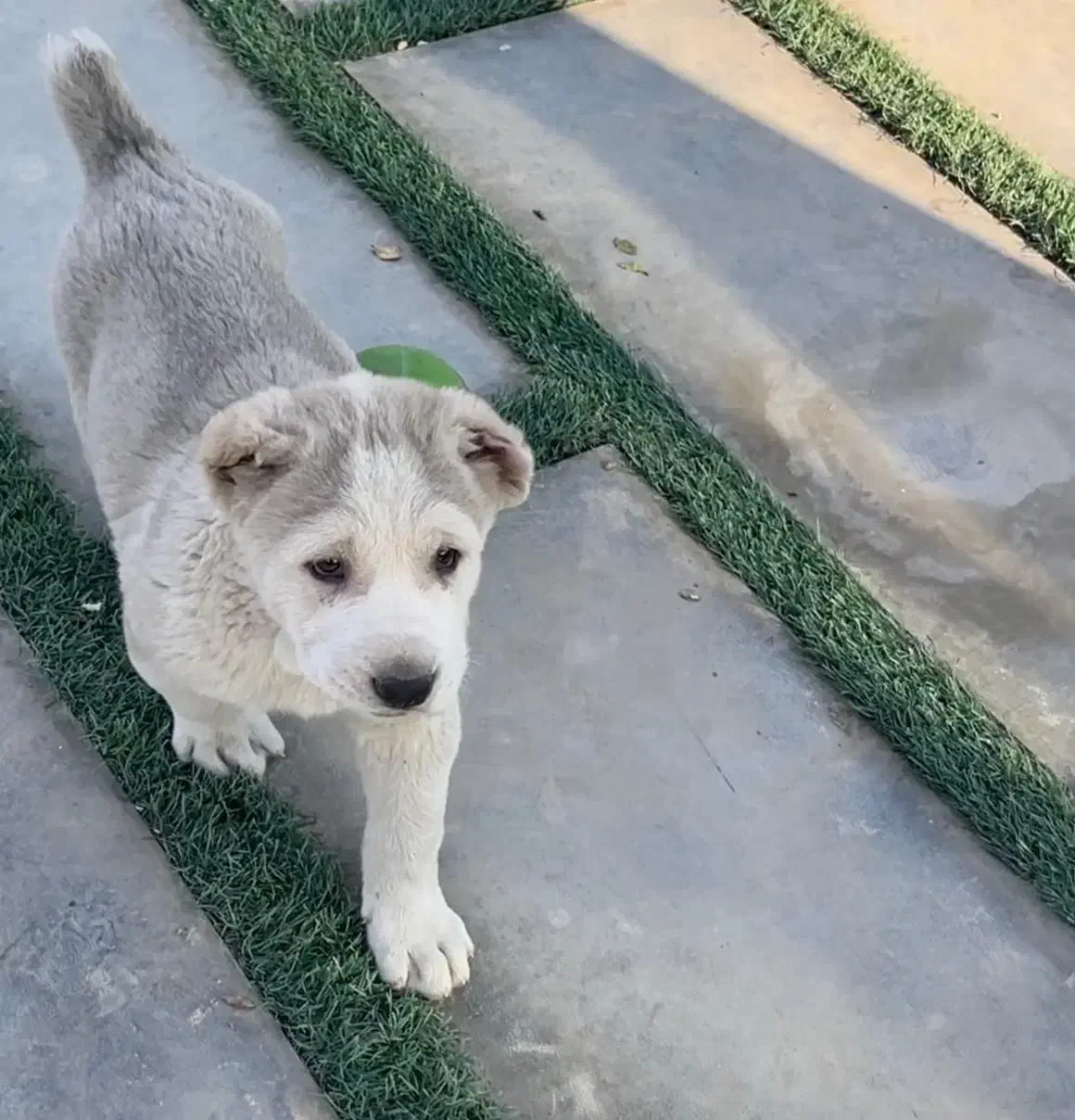 آلابای اصل|سگ|رودهن, |دیوار