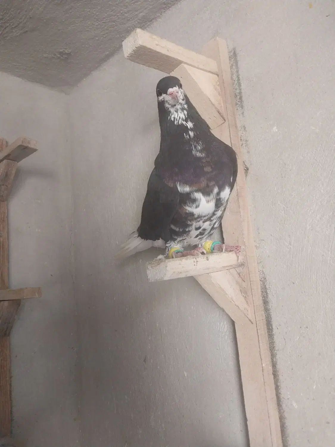 چهار تا کفتر|پرنده|شیراز, کوشک میدان|دیوار