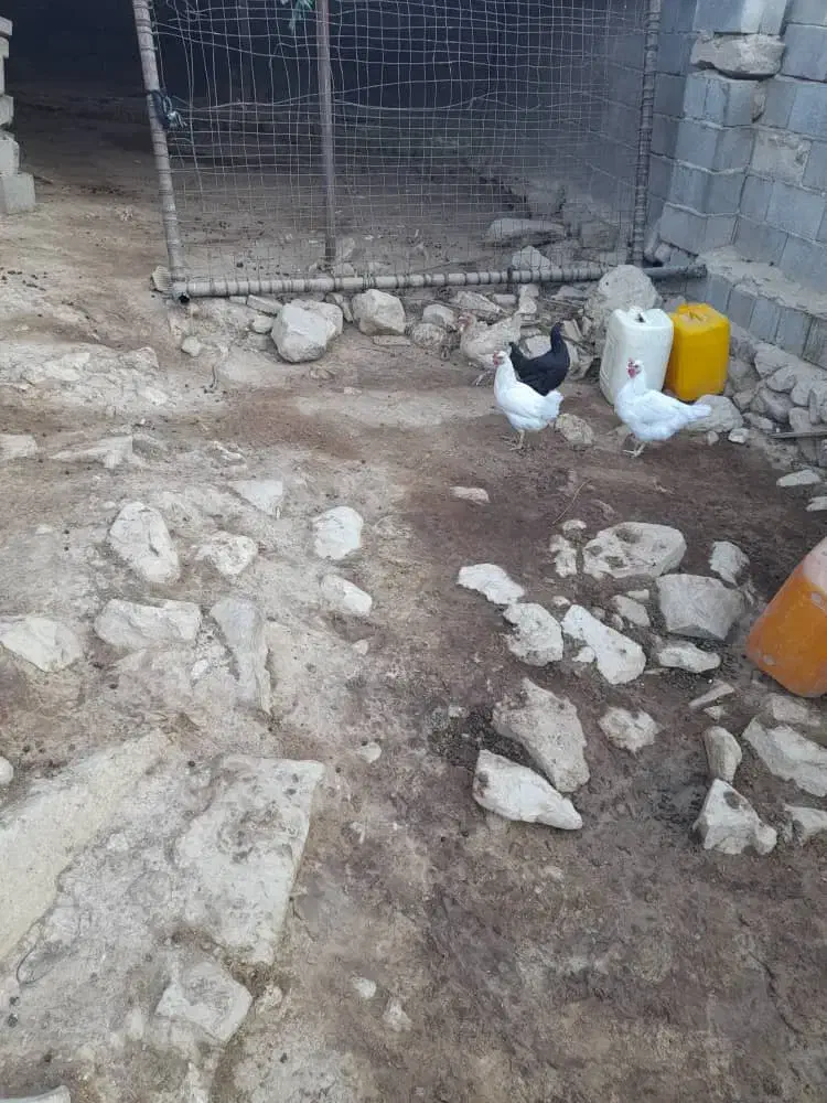 فروش مرغ محلی تخم گذار|حیوانات مزرعه|ایذه, |دیوار