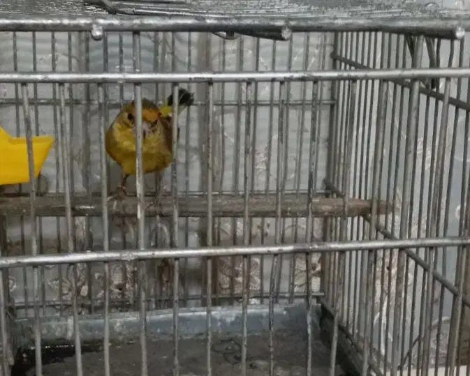 سره دهندار دهن سبک ایوب رحمتی ول ول گاله دار|پرنده|تهران, بوستان سرخه حصار|دیوار