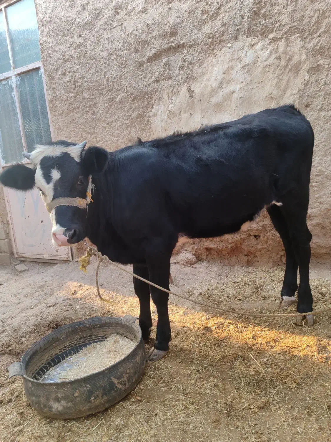 گوساله ماده|حیوانات مزرعه|باوی, |دیوار