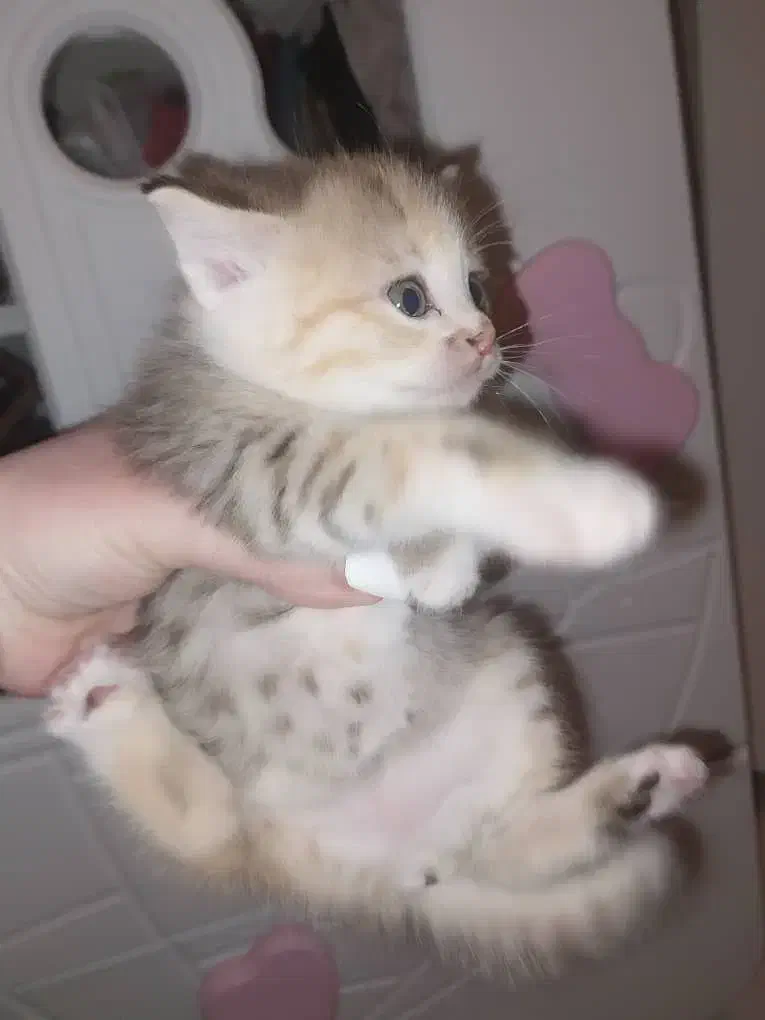 گربه نژاده چین چیلا|گربه|پرند, فاز ۶|دیوار