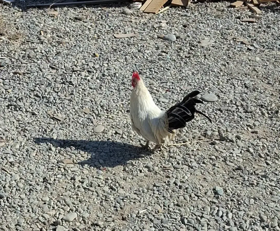 مرغ خروس|حیوانات مزرعه|پاکدشت, پاکدشت (مامازند)|دیوار