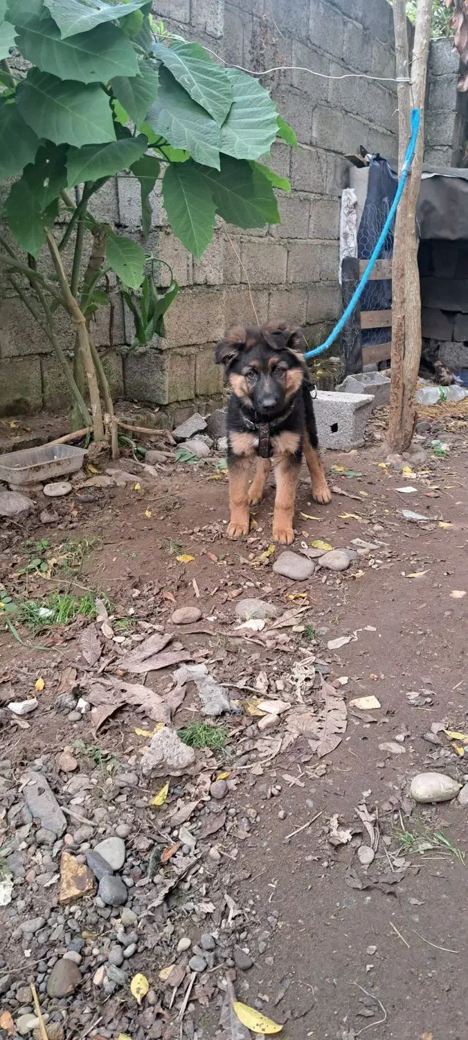 ژرمن شولاین|سگ|آستانه اشرفیه, |دیوار