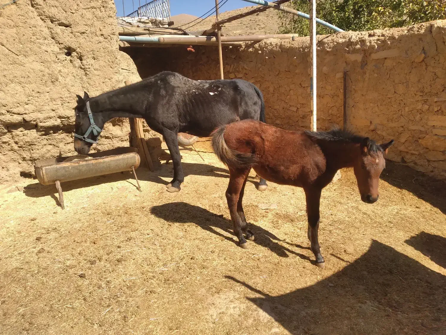 فروش اسب محلی وکره عرب با شناسنامه دار قیمت توافقی|اسب و تجهیزات اسبسواری|همدان, |دیوار