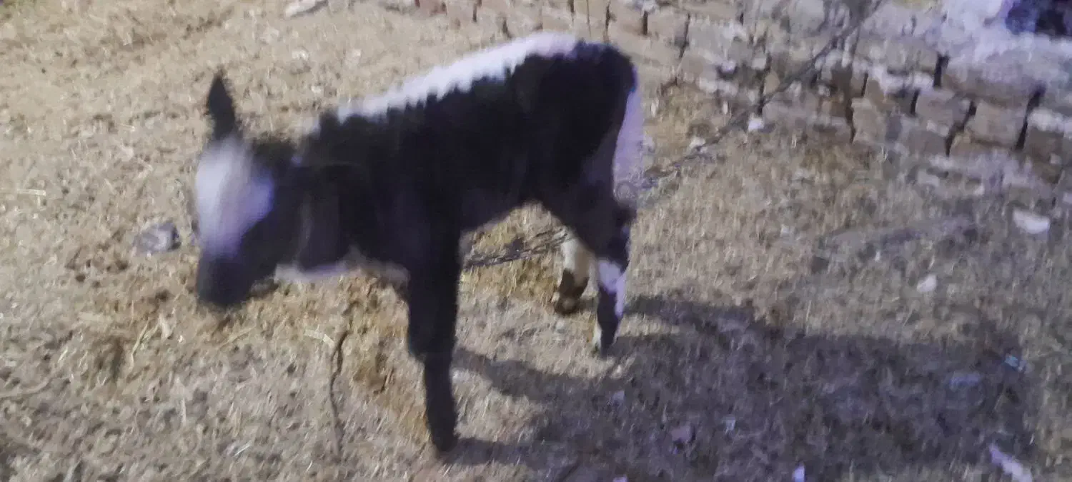 گاوشیرده باگوساله|حیوانات مزرعه|ضیاء آباد, |دیوار